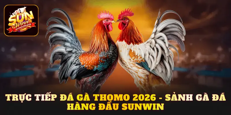 Đá gà Thomo
