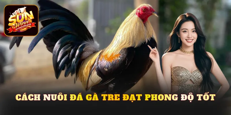 Cách nuôi đá gà tre đạt phong độ tốt