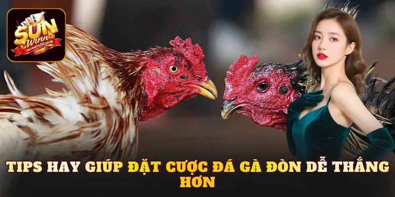 Tips hay giúp đặt cược đá gà đòn dễ thắng hơn